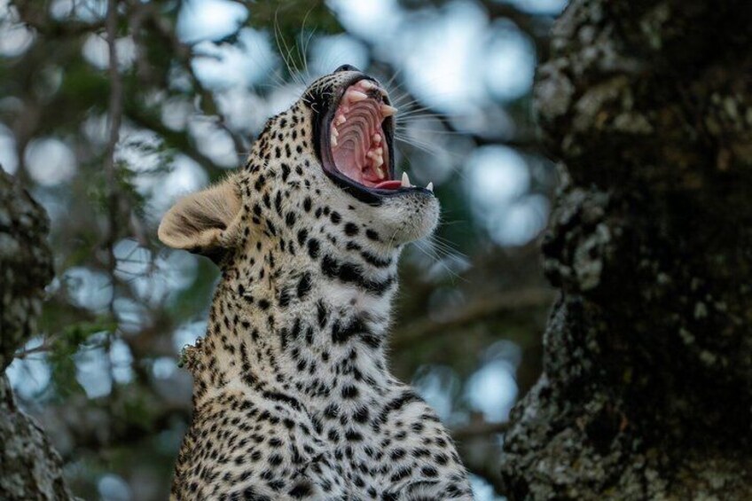 10 Day Luxury Tanzania Honeymoon Safari & Zanzibar + Balloon. 4
