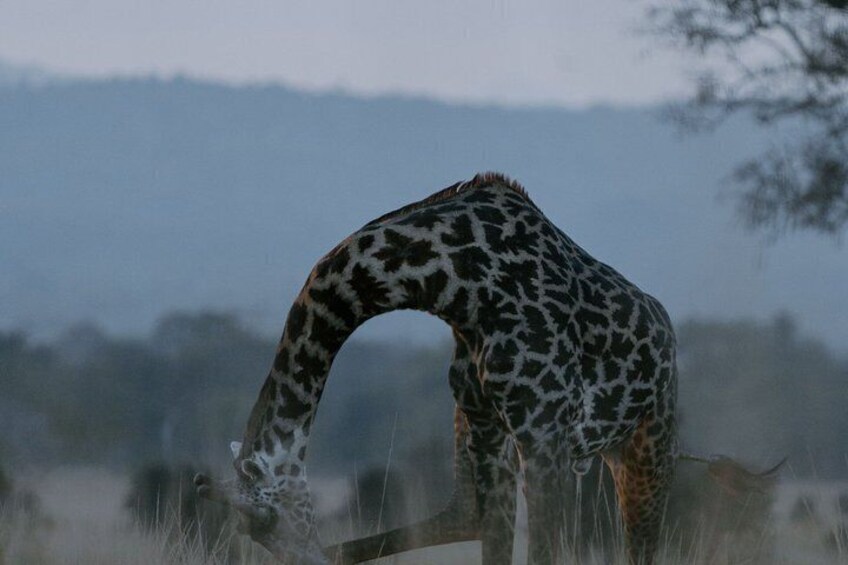 10 Day Luxury Tanzania Honeymoon Safari & Zanzibar + Balloon. 3