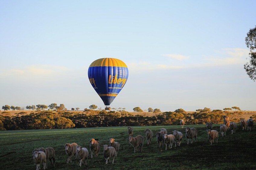 Hot Air Balloon Flights in Perth (Avon Valley) with breakfast 2