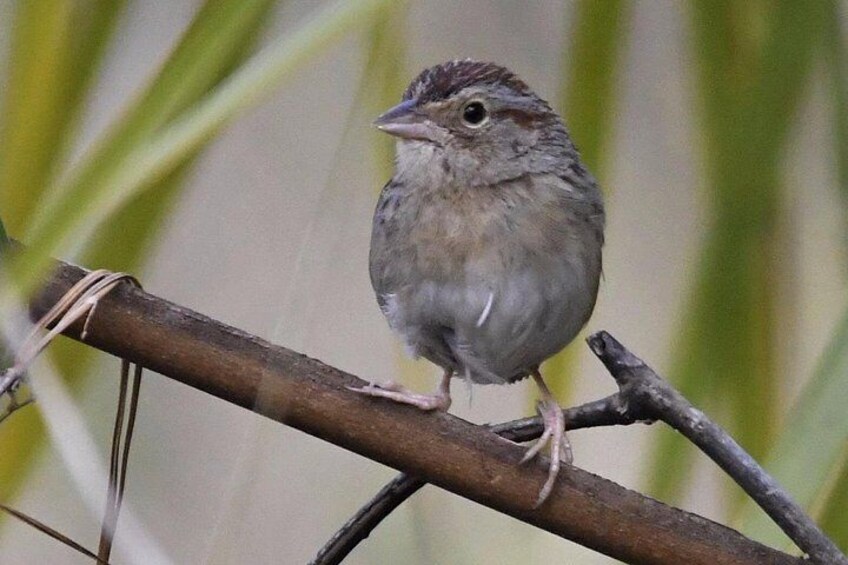 Bachman's Sparrow, this little bird is a specialist in the sandhills and pine ecosystems in the southeastern US 5