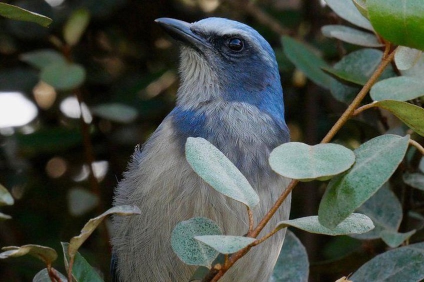 Un pájaro con plumas azules y blancas posado entre hojas verdes. 4