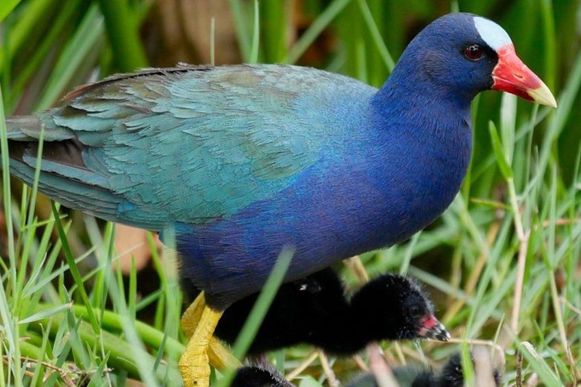 Un ave con plumas azules y verdes, pico rojo y patas amarillas, parada sobre la hierba. 5