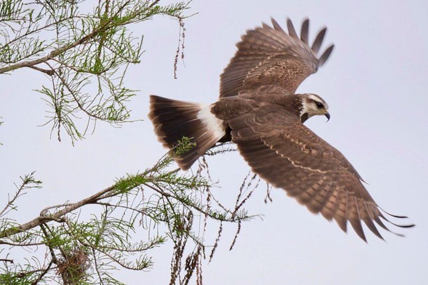 Un ave rapaz, probablemente un águila, volando con las alas extendidas, posada en una rama. 1