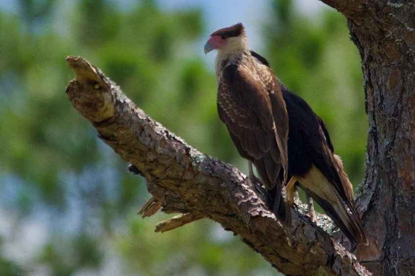 Un pájaro posado en una rama de árbol. 3