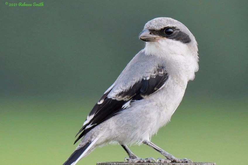 Un pájaro posado en una estructura de madera. 2