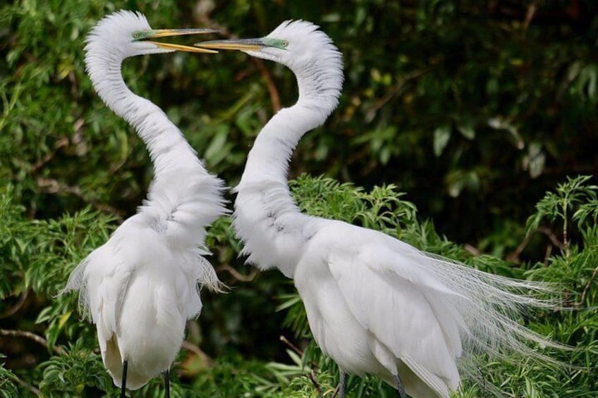 Known for their beautiful plumage that used to adorn ladies hats, the breeding Great Egrets display their courtship behaviors 3