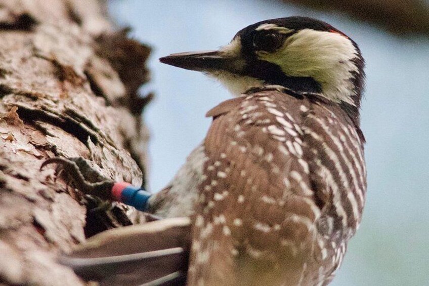 Red-cockaded Woodpecker, a federally endangered species that thrives within the Ocala National Forest 4