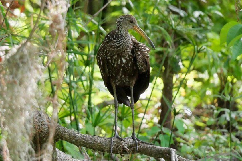 Limpkin are related to cranes and also eat the apple snails at the water's edge 2