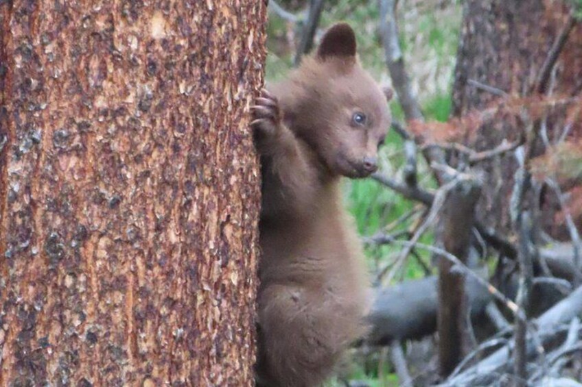 A bear cub clinging to a tree trunk in a forest. 3