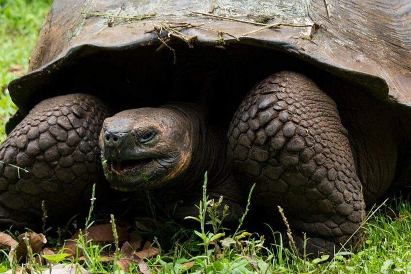 A tortoise with a large shell and textured skin, surrounded by grass and small plants. 2