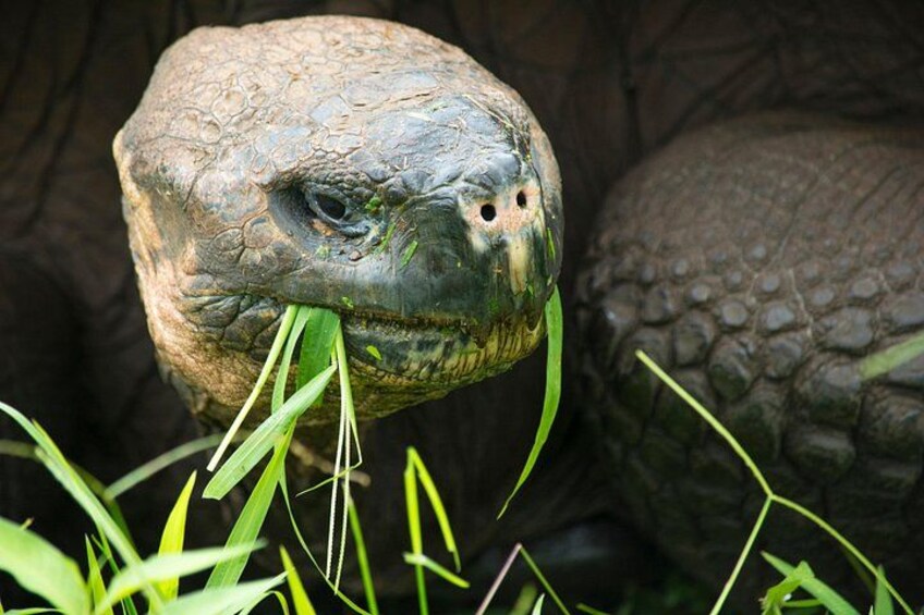 A large tortoise with rough, textured skin and a prominent head. 3
