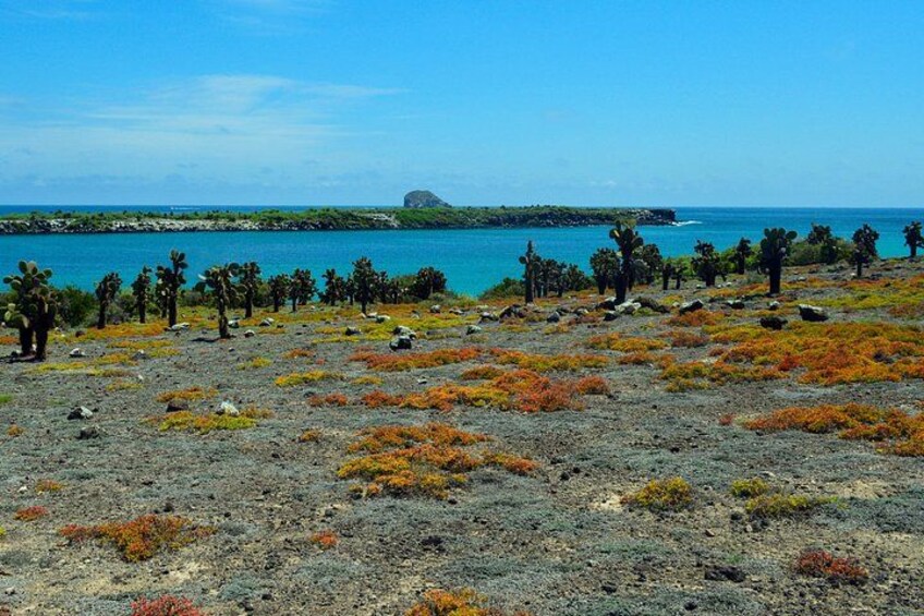 A coastal landscape with cacti and shrubs, a clear blue sky, and a distant island. 1