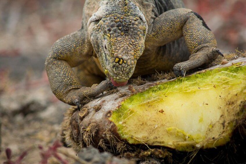 4-Day Wildlife Tour in Santa Cruz Island 2