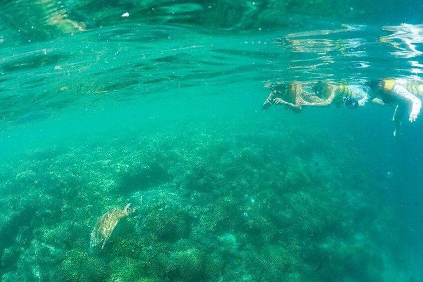 Snorkeling at a beautiful turtle reef 5