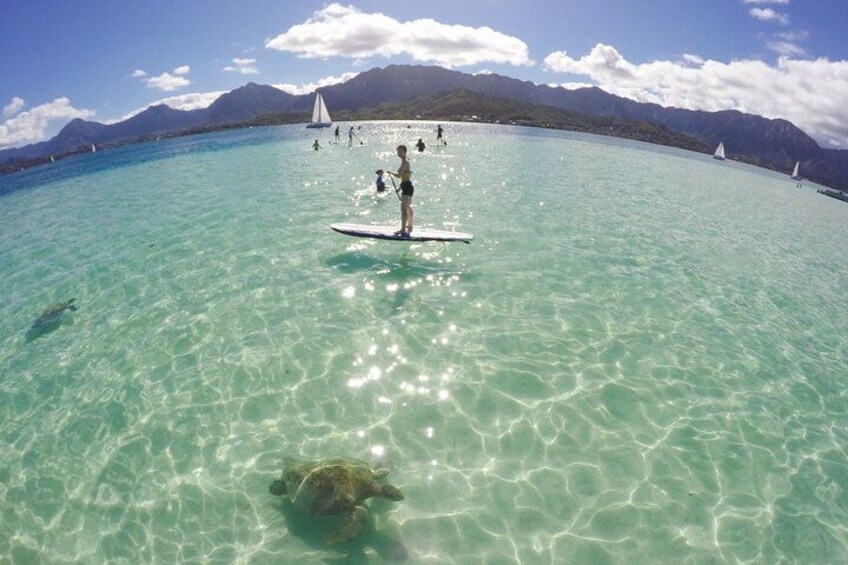Free SUP, floating tubes, ocean toys 5