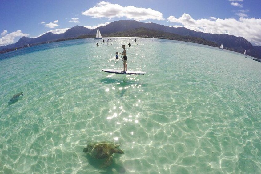 Free SUP, floating tubes, ocean toys 2
