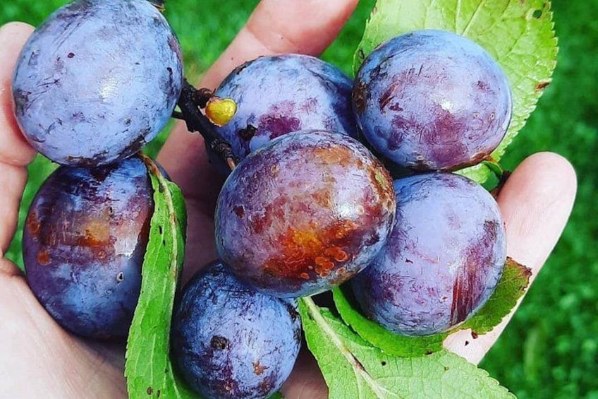 A hand holding a bunch of plums with green leaves. 5