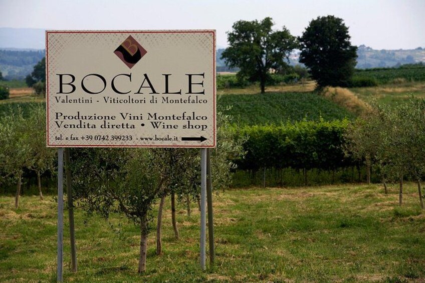 Winery Tour and Private Tasting in Montefalco 2