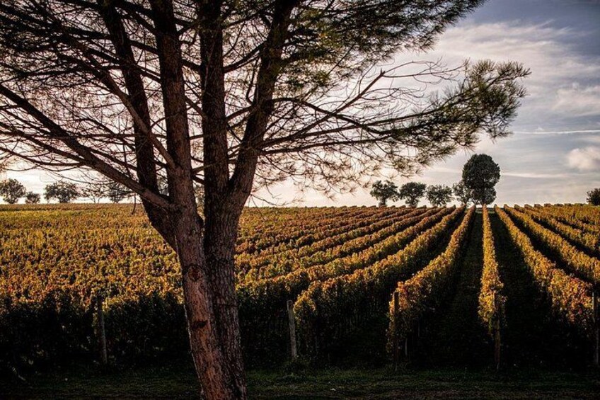 Un vignoble avec des rangées de vignes et un arbre imposant au premier plan. 5