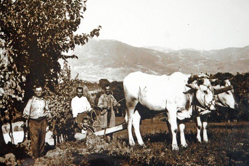 Un charrue tiré par un cheval, avec deux hommes debout à côté, un arbre et un paysage montagneux en arrière-plan. 3