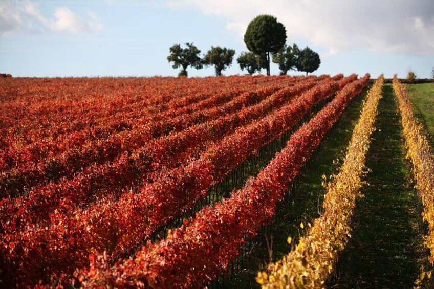Winery Tour and Private Tasting in Montefalco 3
