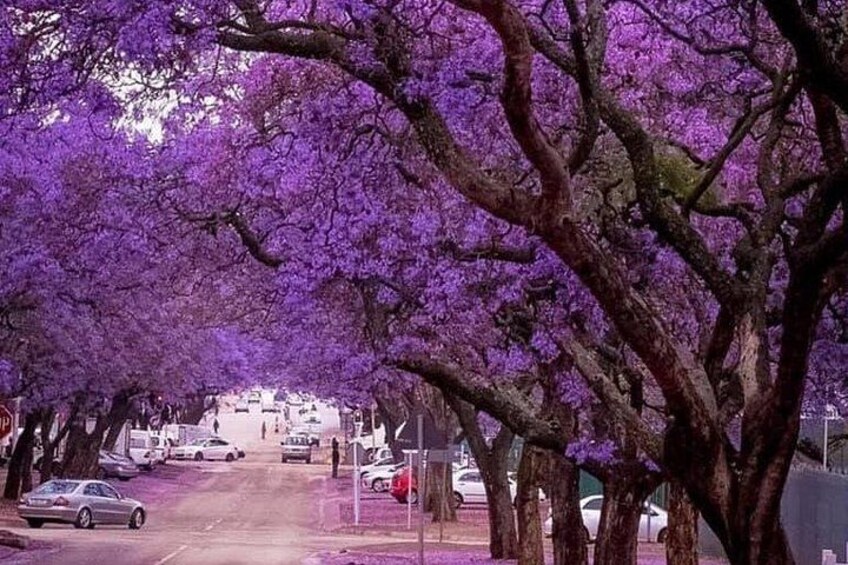 A street lined with cherry blossom trees, a road, and parked cars. 2
