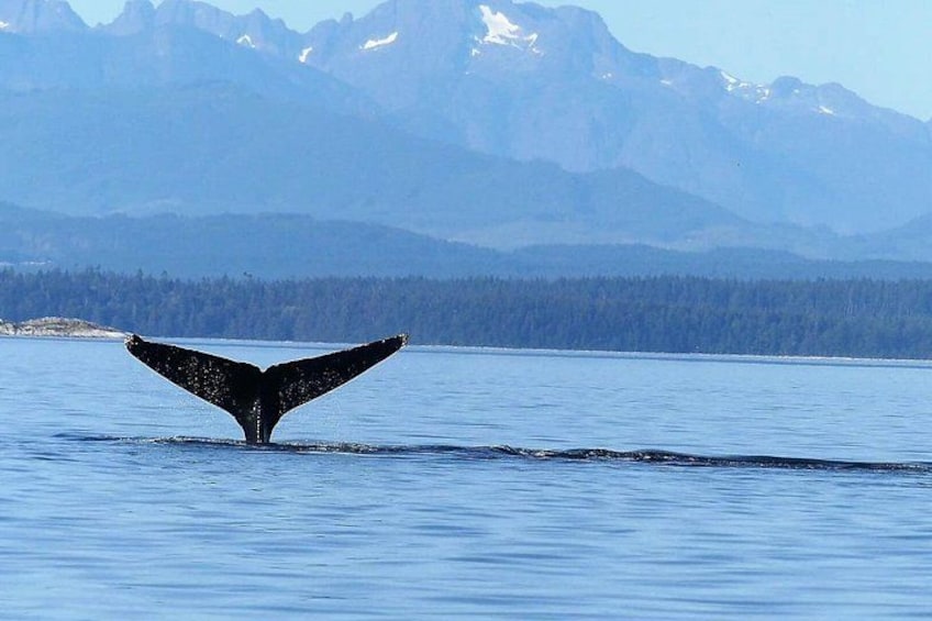 La queue d’une baleine émergeant de l’eau, avec des montagnes en arrière-plan. 3