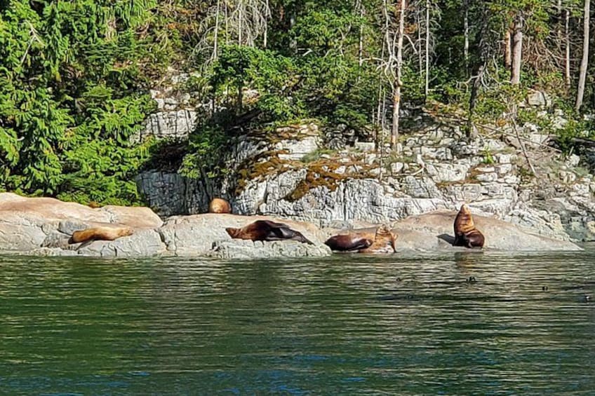 Un groupe de phoques se reposant sur des rochers au bord d’une étendue d’eau. 5