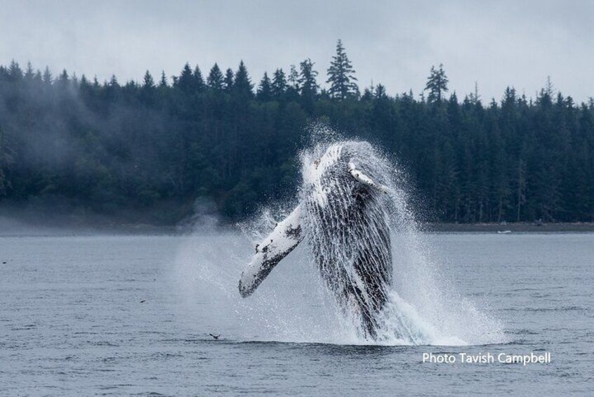Une baleine surgissant de l’eau en produisant d’importantes éclaboussures, entourée d’une côte bordée d’une forêt. 2