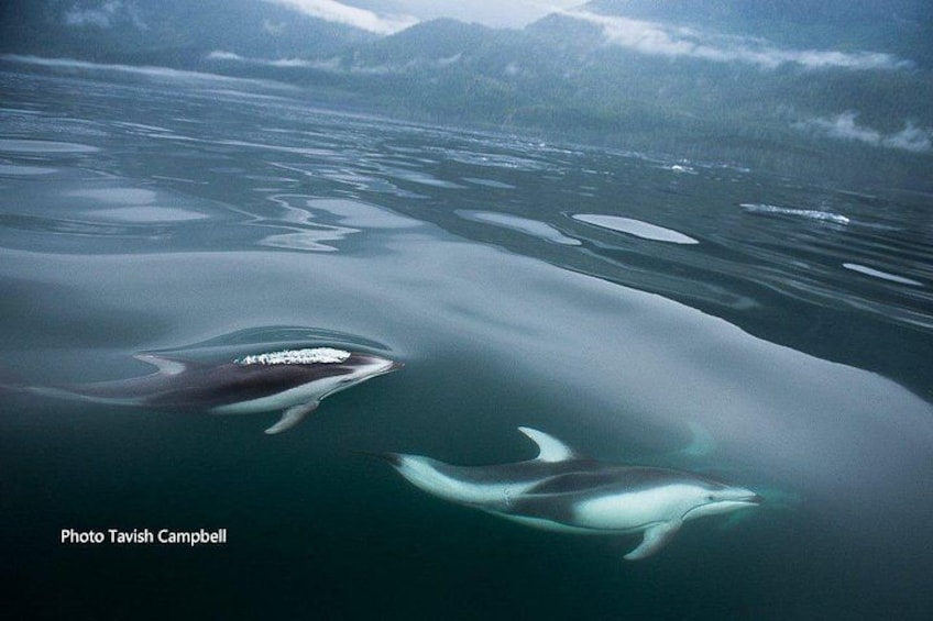 Une baleine nage dans une étendue d’eau calme, avec des icebergs en arrière-plan. 4