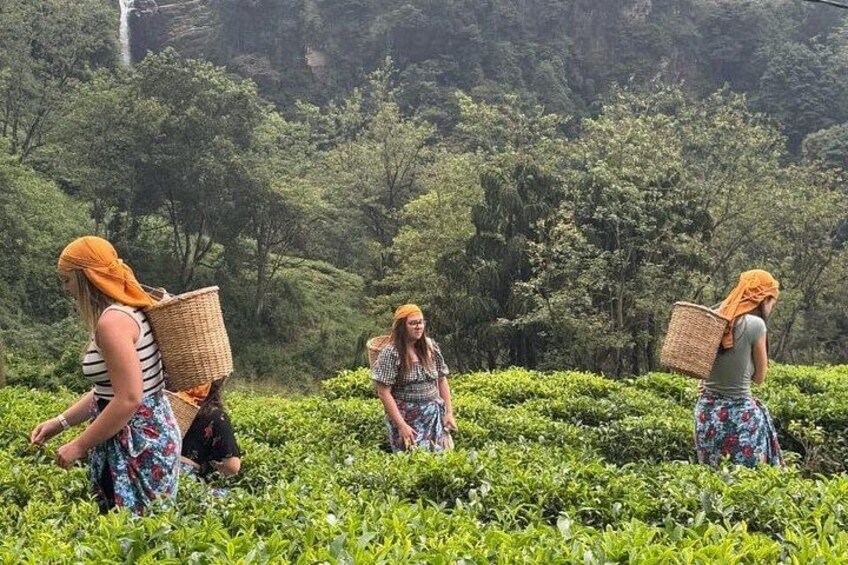 Three women walking through a tea plantation carrying baskets. 5