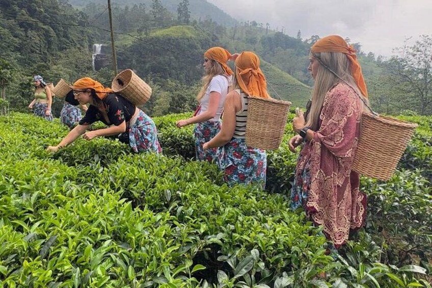 People harvesting tea leaves in a lush green field with hills in the background. 4