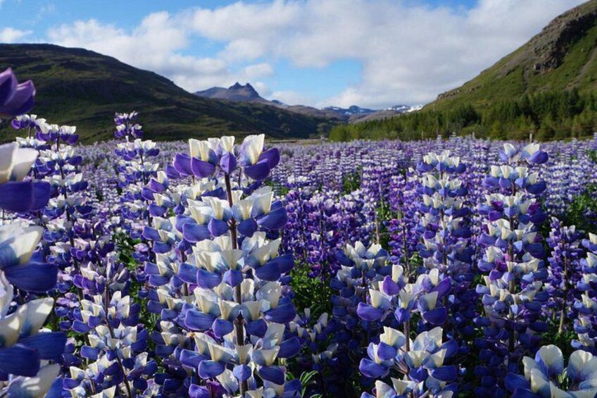Un campo de flores moradas y blancas con montañas al fondo. 2