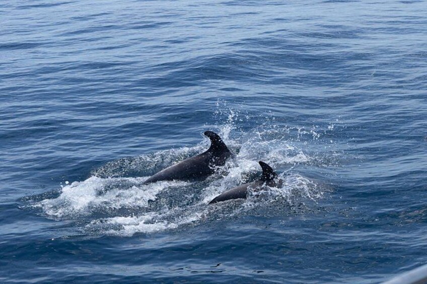 Two dolphins swimming in the ocean. 1