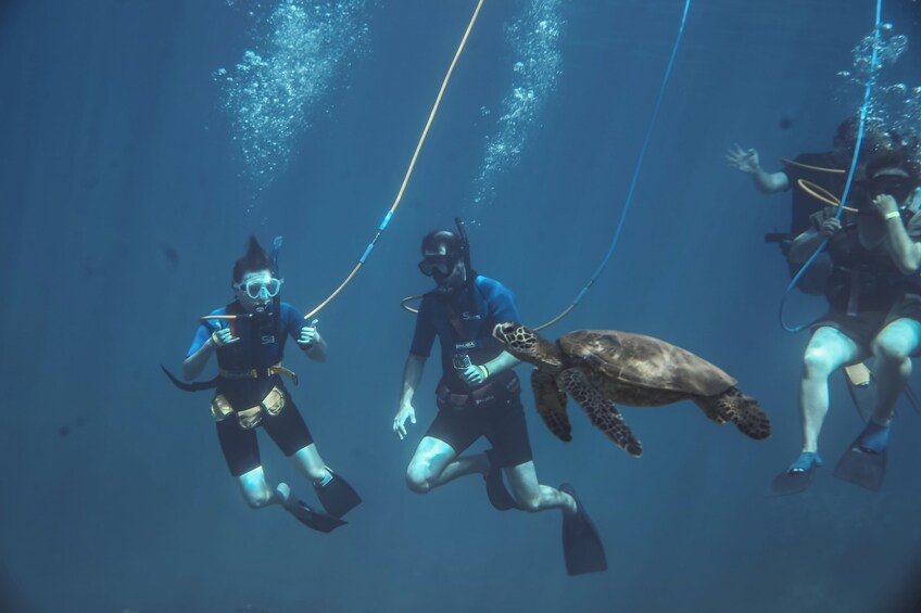Drie duikers zwemmen met een zeeschildpad. 1