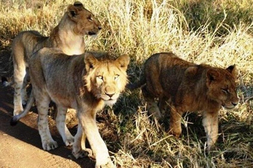 Three lions walking along a roadside in a grassy area. 1