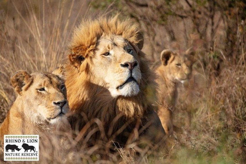 A lion with a mane and two cubs in a grassy savannah. 5