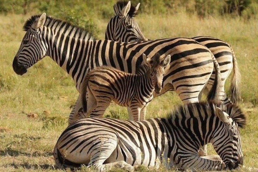 Zebras in a grassy field. 4