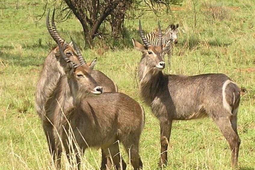 Two antelopes in a grassy field with a tree in the background. 3