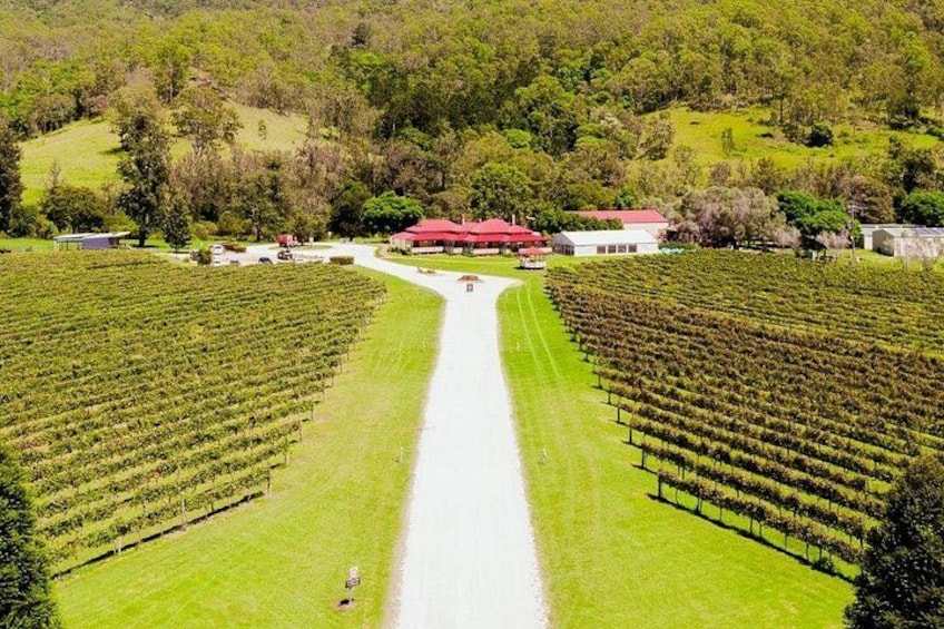 Visit a Vineyard 2
