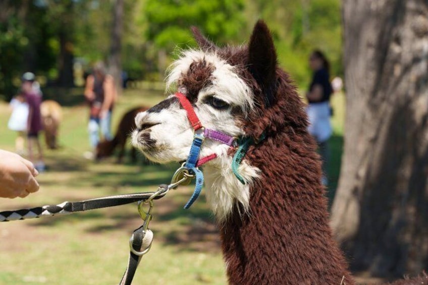 Lamington National Park, O'Reilly's & Vineyard Tour 4