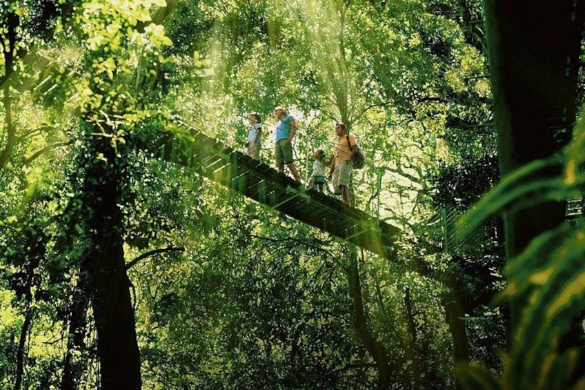 Tree Top Canopy Walk 5