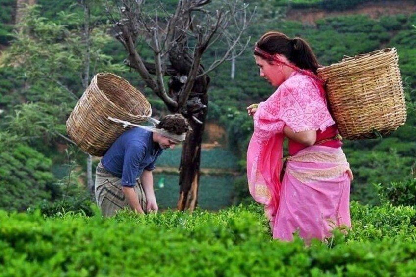 Kandy to Nuwara Eliya Day Tour 2