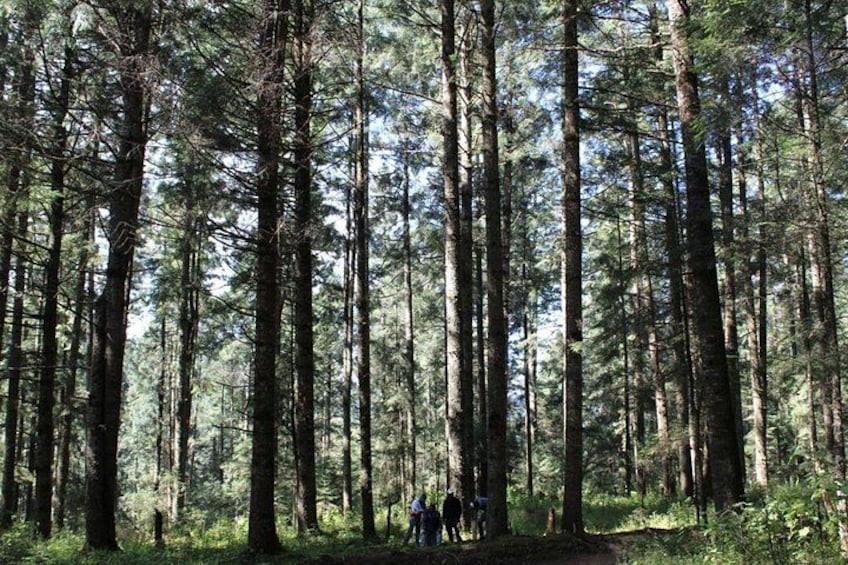 A dense forest with tall trees and a group of people walking on a trail. 1