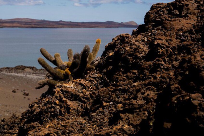 Lava cactus 4