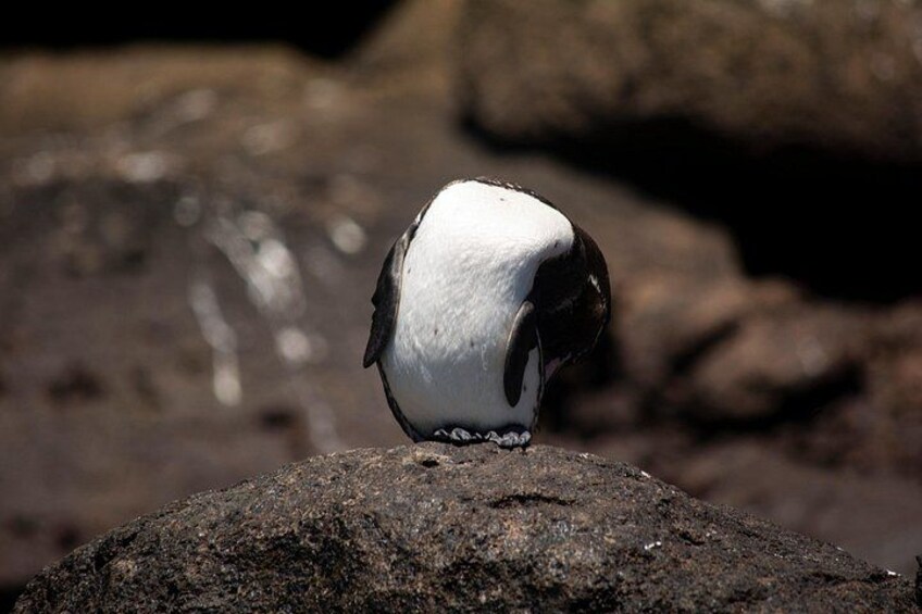 Un pingüino sobre una roca. 2