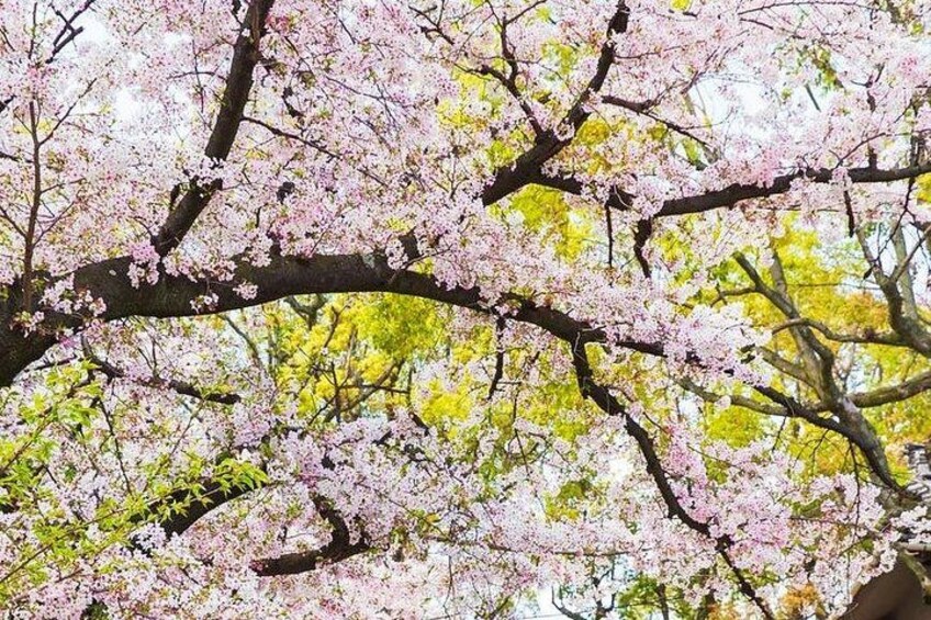Private One Day Nikko Tour with Bilingual driver 3