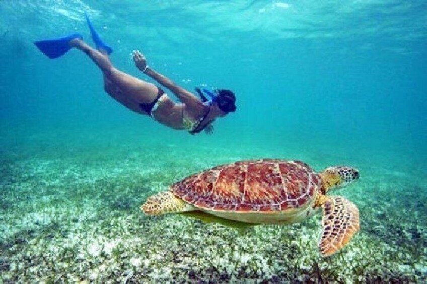 Snorkel with Turtles 5