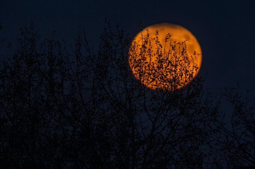 Ein Vollmond mit stilisierter Baumsilhouette im Vordergrund. 2
