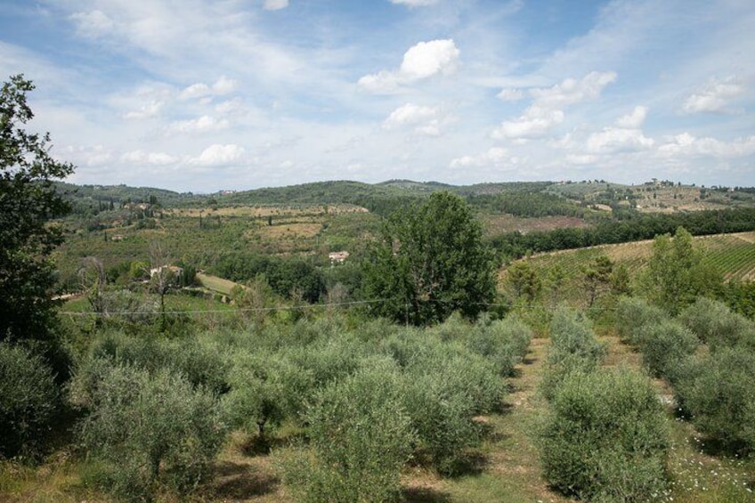 Un paisaje rural con colinas ondulantes, olivares y árboles dispersos. 4